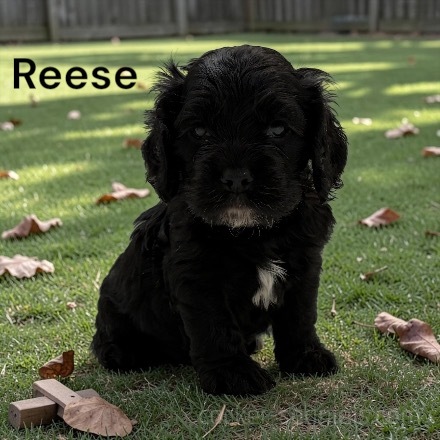 puppy, for, sale, Cocker Spaniel, Joe & Cherri  Overlease, dog, breeder, Miller, MO, dog-breeder, puppy-for-sale, forsale, nearby, find, puppyfind, locator, puppylocator, aca